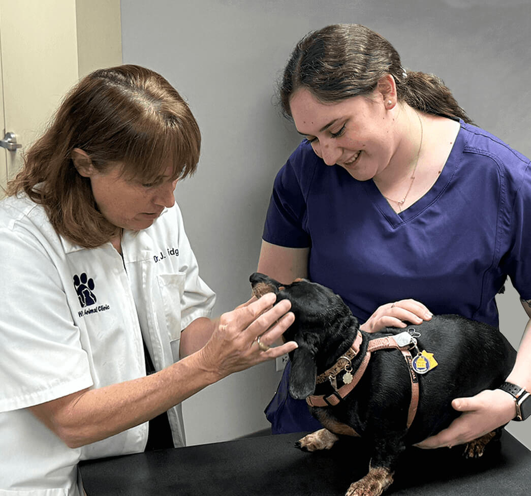 Veterinary Wellness Exams Texarkana Tx